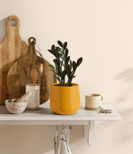 Load image into Gallery viewer, Mustard