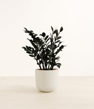 Load image into Gallery viewer, Natural Bamboo*****Profile