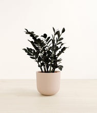 Load image into Gallery viewer, Sandy Pink*****Profile