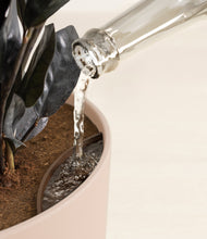 Load image into Gallery viewer, Sandy Pink stand:all