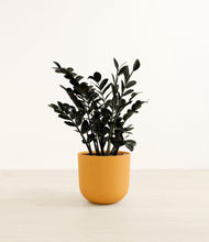 Load image into Gallery viewer, Sunset Orange*****Profile