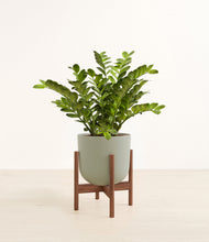 Load image into Gallery viewer, Sage Green stand:walnut