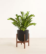 Load image into Gallery viewer, Stone Black stand:walnut