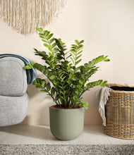 Load image into Gallery viewer, Sage Green