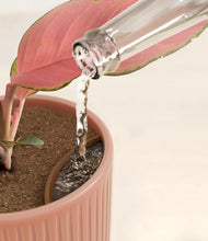 Load image into Gallery viewer, Striped Rose Pink stand:all