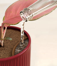 Load image into Gallery viewer, Striped Cherry Red stand:all