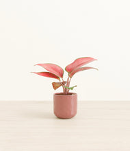 Load image into Gallery viewer, Hammered Rose Pink*****Profile