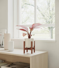 Load image into Gallery viewer, Cotton White stand:walnut