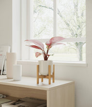 Load image into Gallery viewer, Cotton White stand:bamboo