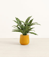 Load image into Gallery viewer, Mustard*****Profile