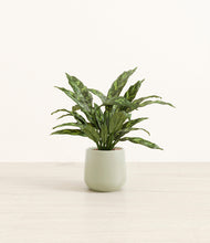 Load image into Gallery viewer, Turquoise*****Profile