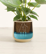 Load image into Gallery viewer, Almond Green