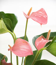 Load image into Gallery viewer, ALL