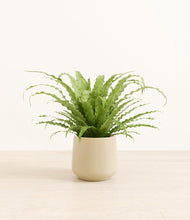 Load image into Gallery viewer, Almond Green*****Profile