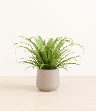 Load image into Gallery viewer, Eternal Gray*****Profile