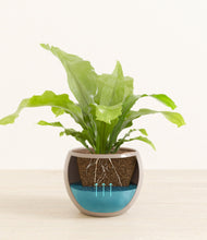 Load image into Gallery viewer, Desert Brown