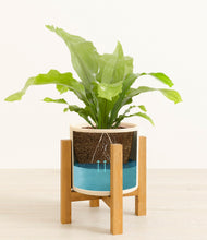 Load image into Gallery viewer, Cream stand:light