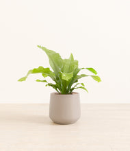 Load image into Gallery viewer, Eternal Gray*****Profile