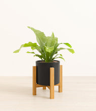 Load image into Gallery viewer, Black stand:light