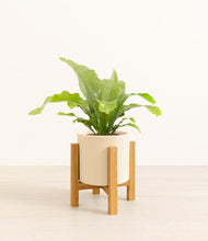 Load image into Gallery viewer, Cream stand:light