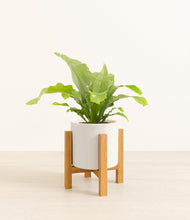 Load image into Gallery viewer, White stand:light