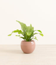 Load image into Gallery viewer, Calm Rose*****Profile