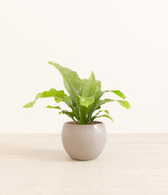 Load image into Gallery viewer, Desert Brown*****Profile