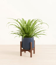 Load image into Gallery viewer, Deep Navy stand:walnut