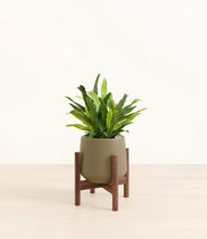 Load image into Gallery viewer, Olive stand:walnut