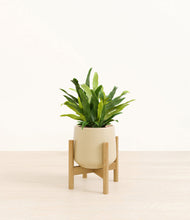 Load image into Gallery viewer, Almond Green stand:bamboo