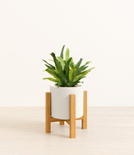 Load image into Gallery viewer, White stand:light