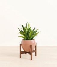 Load image into Gallery viewer, Calm Rose stand:walnut