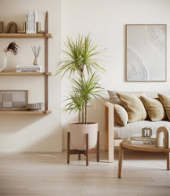 Load image into Gallery viewer, Sandy Pink stand:walnut