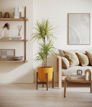 Load image into Gallery viewer, Sunset Orange stand:walnut