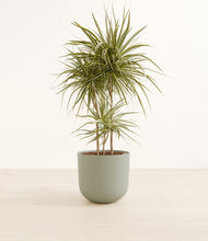 Load image into Gallery viewer, Sage Green*****Profile