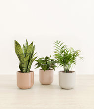 Load image into Gallery viewer, Peach Blossom*****Profile