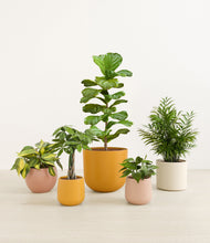 Load image into Gallery viewer, Evening Sky