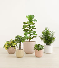 Load image into Gallery viewer, Sandy