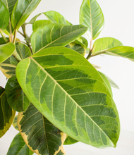 Load image into Gallery viewer, ALL