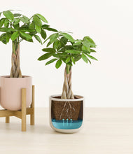 Load image into Gallery viewer, Peach Blossom stand:one_stand