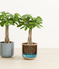 Load image into Gallery viewer, Pixie Petals