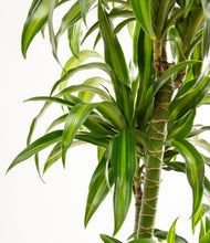 Load image into Gallery viewer, ALL