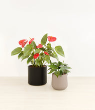 Load image into Gallery viewer, Hazy Skies