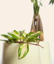 Load image into Gallery viewer, ALL