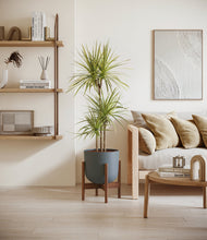 Load image into Gallery viewer, Iron Gray stand:walnut