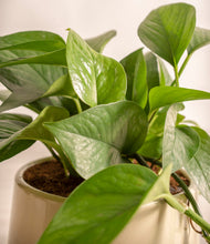 Load image into Gallery viewer, ALL