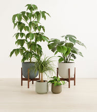 Load image into Gallery viewer, Earthy stand:two_stands