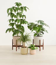 Load image into Gallery viewer, Sandy stand:two_stands