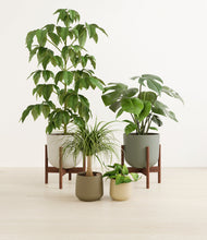 Load image into Gallery viewer, Woodland stand:two_stands