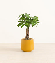 Load image into Gallery viewer, Mustard*****Profile